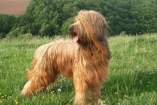 Zachraňoval vojáky ve válce a hlídal stáda před vlky a zloději. Briard je drsňák s dobrým srdcem - Médium.cz